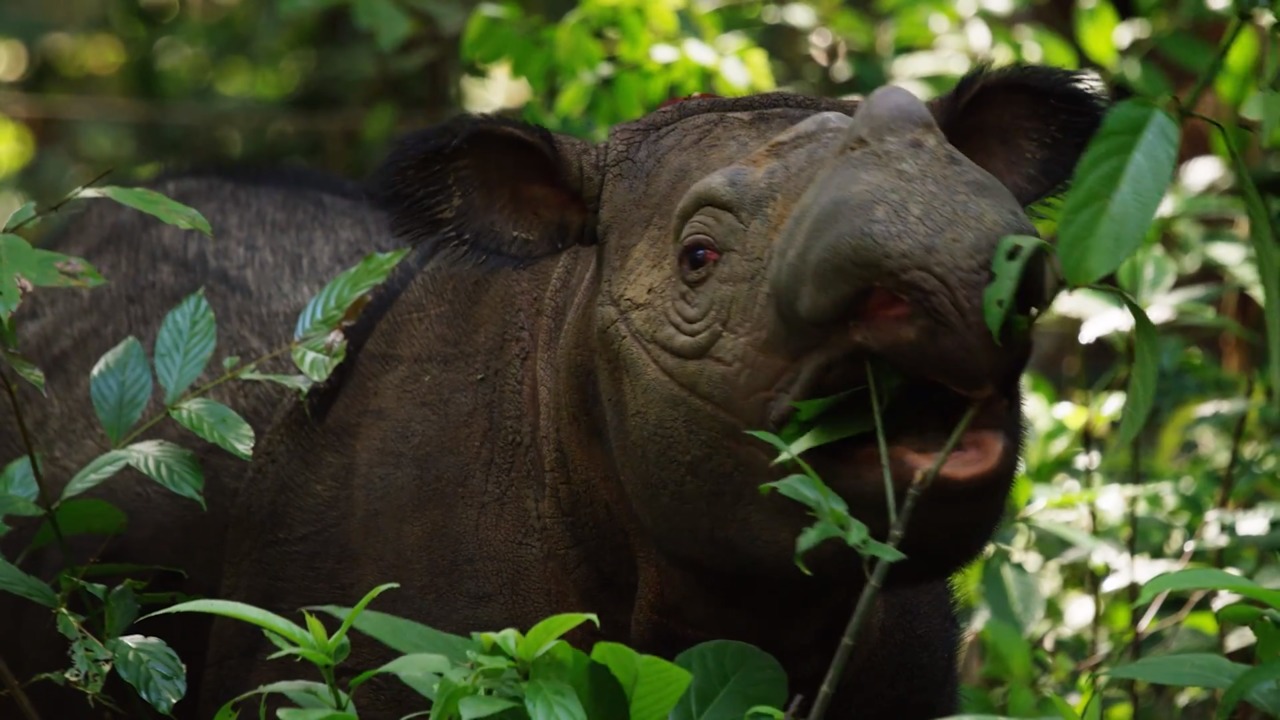 Saving the Sumatran Rhino: Behind the Scenes